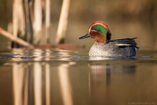 _Q5A9530.jpg _Q5A9530.jpg