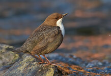 Wasseramsel 3a.jpg