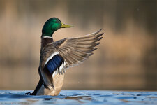 _Q5A0098.jpg _Q5A0098.jpg