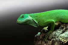 Leguan-05604.jpg