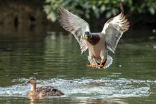 compIMG_6103-Bearbeitet.jpg