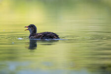 IRRLLmh_70-200@200_1^640_3.2_I400_OS_EC+1_AV_CS_LV_Face + Tracking_37C_EOS 70D_EF70-200mm f2.8L .jpg IRRLLmh_70-200@200_1^640_3.2_I400_OS_EC+1_AV_CS_LV_Face + Tracking_37C_EOS 70D_EF70-200mm f2.8L .jpg