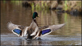 Ente - 7D2-3043.jpg