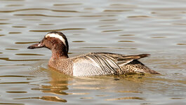 IMGL4279 (43 von 1).jpg