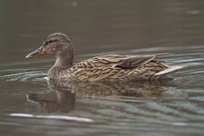 SDIM1811-convs.jpg