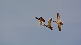 comp_ 2DSC_1207_DxO .jpg