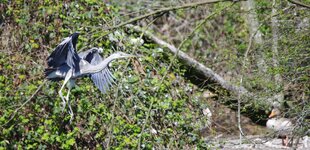 comp_Reiher Landung II.jpg