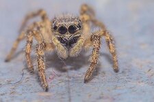 sehr-kleine-Springspinne--20150307-0747.jpg