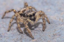 sehr-kleine-Springspinne--20150307-0748.jpg