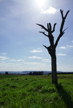 der-baum-im-gegenlicht.jpg