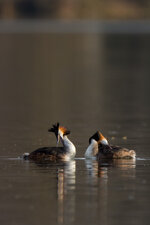 IboOtd4_800-800@800_1^320_8.0_I400_OS_EC-1div3_AV_CS_LV_FLX-Si_19C_EOS M_EF400mm f2.8L IS  +2xII.jpg IboOtd4_800-800@800_1^320_8.0_I400_OS_EC-1div3_AV_CS_LV_FLX-Si_19C_EOS M_EF400mm f2.8L IS  +2xII.jpg