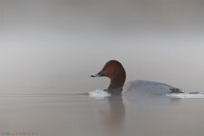 _Q5A4490.jpg _Q5A4490.jpg