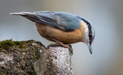 compIMG_6851-2.jpg