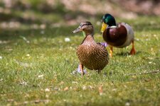 compIMG_7080.jpg