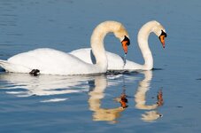 2 Schwäne.jpg 2 Schwäne.jpg