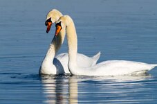 2 balzende Schwäne.jpg