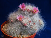 Mammillaria-glassii.jpg
