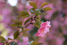 DSC00769.jpg