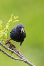 Star_3.jpg Star_3.jpg