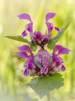 Bild1-319.jpg