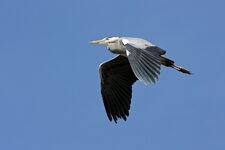 comp_IMG_7537l.jpg