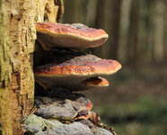 IMG_9276.jpg