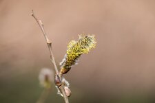 20150403-P1010288.jpg