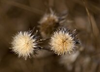 comp_distel.jpg