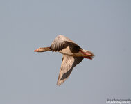 Graugans Flugbild.jpg