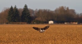 Raufußbussard.jpg Raufußbussard.jpg
