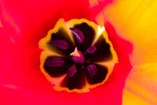 P100 01.jpg