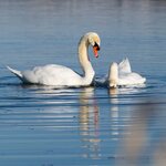 Balz II - Quadrat.jpg Balz II - Quadrat.jpg