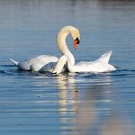 Balz III - Quadrat.jpg Balz III - Quadrat.jpg