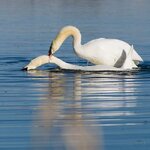 Paarung I - Quadrat.jpg Paarung I - Quadrat.jpg