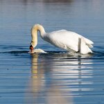 Paarung II - Quadrat.jpg Paarung II - Quadrat.jpg