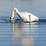 Paarung III - Quadrat.jpg Paarung III - Quadrat.jpg