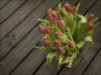 tulips-rain (1 von 1).jpg