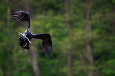 comp_Kormoran stock.jpg