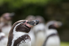 150429_Zoo_Osnabrück-9.JPG