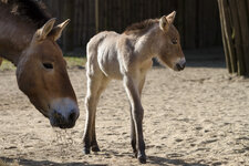 1500411_Zoo_Münster-2.JPG