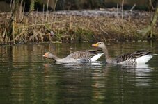 comp_Wildgans Krawall IV.jpg