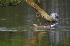 comp_Wildgans Krawall.jpg