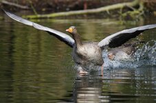 comp_Wildgans Flucht.jpg