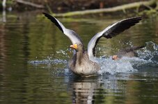 comp_Wildgans Flucht II.jpg