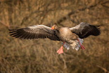 _Q5A3223.jpg _Q5A3223.jpg