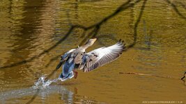 comp_ 2DSC_1077_DxO .jpg