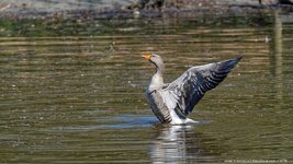 comp_ 2DSC_1105_DxO .jpg