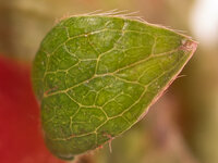 Makro-2.jpg