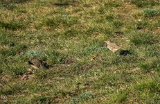 comp_DSC_0464-Haubenlerchen.jpg