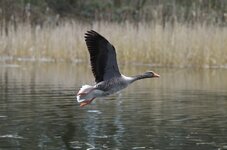 comp_Graugans Landung.jpg